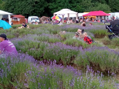 V Bezděkově proběhl tradiční levandulový festival