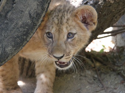 Křest lvíčat v ZOO na Svatém Kopečku
