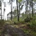 Kraj finančně podpořil obnovu poničených lesů