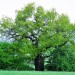 Baobab z Bílé Lhoty se dostal do finále ankety Strom roku 2015