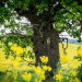 Bělolhotský baobab soutěží v anketě Strom roku
