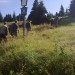 Omezení cyklistů a turistů v Jeseníkách kvůli opravě cesty i těžbě