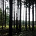 Smrky v polesí Svrčov zničil kůrovec, nahradí je buky, duby, habry i lípy