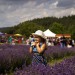V Bezděkově u Úsova proběhl historicky první levandulový festival v ČR  