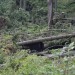 Hejtman svolal kalamitní štáb. Nepřítel číslo jedna: kůrovec
