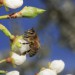 Kraj podpoří včelaře miliónem korun