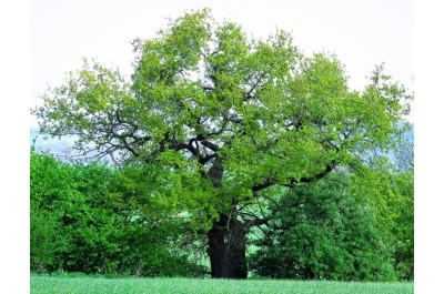 Baobab