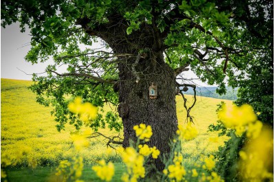 Bělolhotský baobab