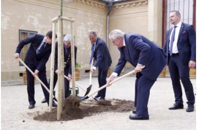 Vysazením památného stromu završil prezident Miloš Zeman návštěvu Olomouckého kraje