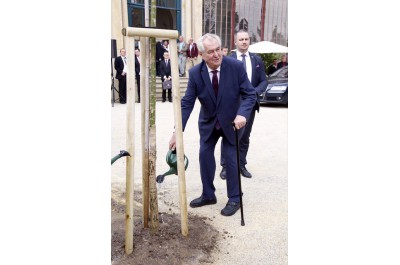 Vysazením památného stromu završil prezident Miloš Zeman návštěvu Olomouckého kraje