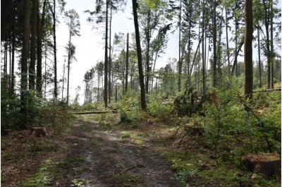 Krajský úřad vydal zákaz vstupu do některých částí lesů          Foto: Lesy ČR