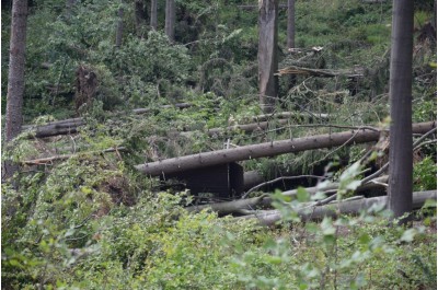 Krajský úřad vydal zákaz vstupu do některých částí lesů          Foto: Lesy ČR