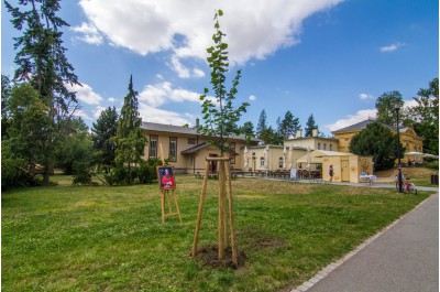 Hejtman zasadil jubilejní lípu. Připomíná osobnost arcibiskupa Rudolfa Jana