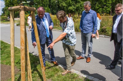 Hejtman zasadil jubilejní lípu. Připomíná osobnost arcibiskupa Rudolfa Jana