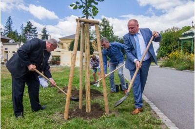 Hejtman zasadil jubilejní lípu. Připomíná osobnost arcibiskupa Rudolfa Jana