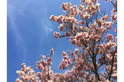 Fotosoutěž: Probouzející se Olomoucký kraj