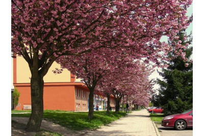 Fotosoutěž: Probouzející se Olomoucký kraj