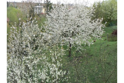 Fotosoutěž: Probouzející se Olomoucký kraj