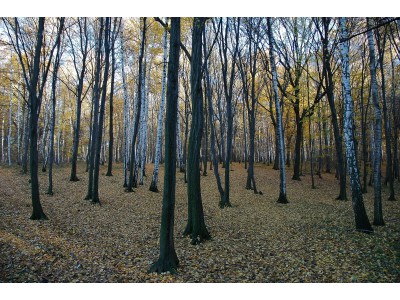 Přestavlcký les, dubohabřiny asociace Galio-Carpinetum