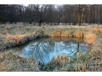 Království, tůň s porostem vysokých ostřic