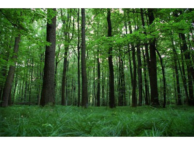 Choryňský mokřad, dubohabřiny asociace Galio-Carpinetum