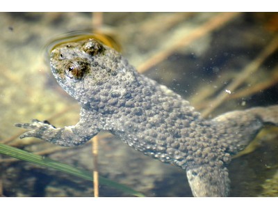 Písečná - mokřad, kuňka žlutobřichá