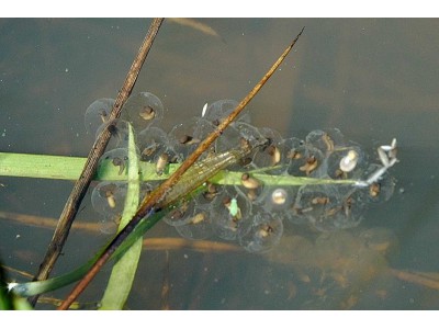 Zlaté Hory - Zlaté jezero, kuňka žlutobřichá - vajíčka