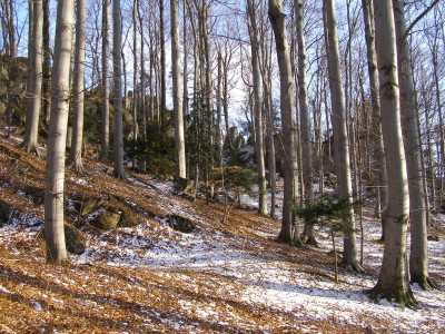 Na Špičáku, bučina s tisem červeným v zimě