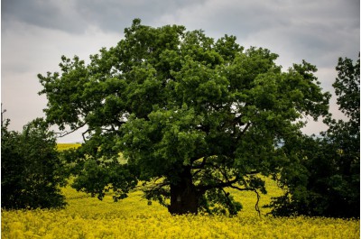 Bělolhotský baobab