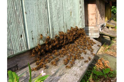 Olomoucký kraj i letos podpoří začínající včelaře. Kvůli velkému zájmu navýší celkovou částku dotačního programu