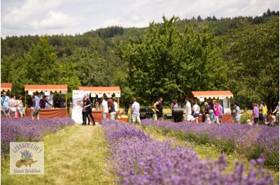 V Bezděkově u Úsova proběhl historicky první levandulový festival v ČR