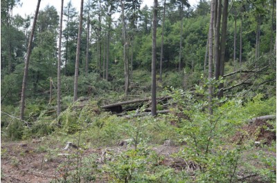 Krajský úřad vydal zákaz vstupu do některých částí lesů          Foto: Lesy ČR