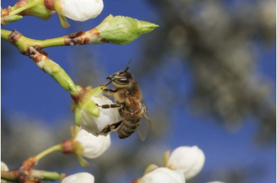 Kraj podpoří včelaře miliónem korun