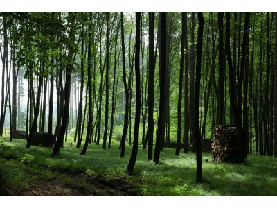 Dřevohostický les, dubohabřiny asociace Galio-Carpinetum