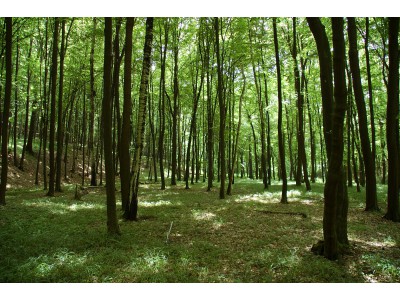 Lesy u Bezuchova, dubohabřiny asociace Galio-Carpinetum