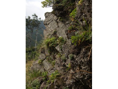 Šumárník, štěrbinová vegetace vápnitých skal