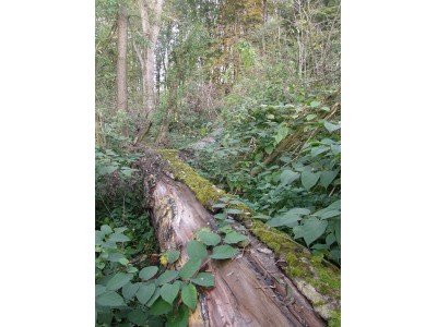 Hustopeče – Štěrkáč, typický biotop lesáka rumělkového