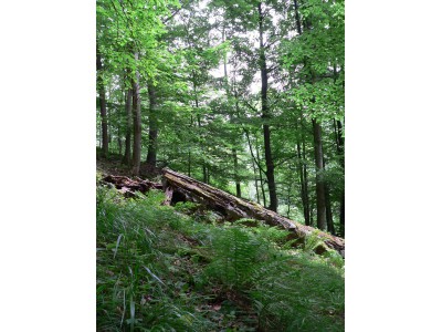 Údolí Bystřice, interiér lesa v přírodní rezervaci Hrubovodské sutě