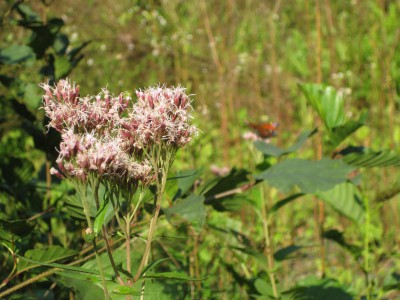 Údolí Bystřice, sadec konopáč je živnou rostlinou pro přástevníky