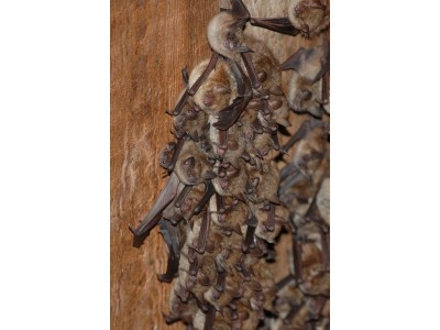 Černá Voda - kulturní dům, letní kolonie netopýrů brvitých
