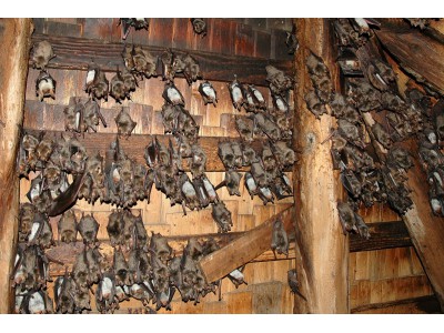 Hanušovice - kostel, letní kolonie netopýra velkého
