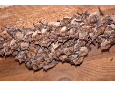 Libina - U Černušků, kolonie netopýra brvitého