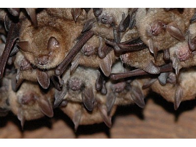 Velké Losiny - lázeňský dům Eliška, letní kolonie netopýra brvitého