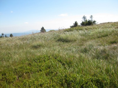 Keprník, vyfoukané alpinské trávníky