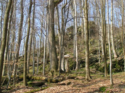 Rabštejn, lesy svazu Tilio-Acerion na svazích