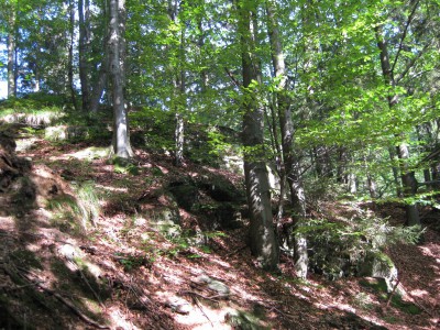 Rychlebské hory – Sokolský hřbet, v nižších polohách převládají acidofilní bučiny