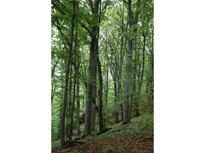 Hůrka u Hranic, lesní porost na lokalitě
